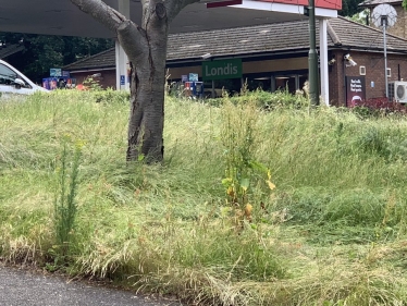Elmbridge Council is letting the grass grow under its feet