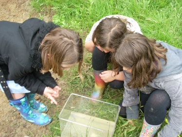 Discovering pond life